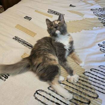 Aubreeleigh -  Domestic Medium Hair Cat for Adoption in Candler, North Carolina - Aubreeleigh | PetCurious