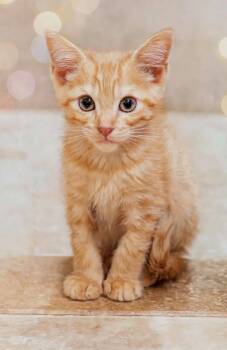 Nash -  Domestic Short Hair Cat for Adoption in Delray Beach, Florida - Nash | PetCurious