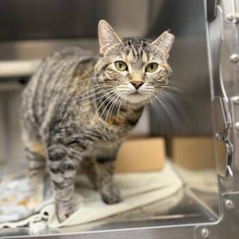 Ezra -  Domestic Short Hair Cat for Adoption in Milan, Illinois - Ezra | PetCurious