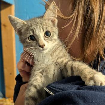 Lennox -  Domestic Short Hair Cat for Adoption in Potomac, Maryland - Lennox | PetCurious