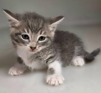 Kitten D -  Domestic Short Hair Cat for Adoption in Highland Village, Texas - Kitten D | PetCurious