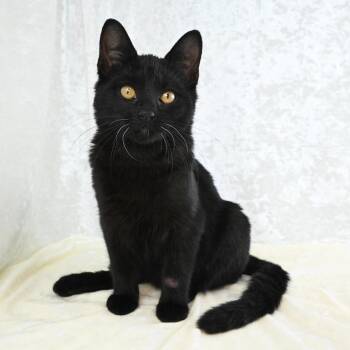 Domestic Short Hair Cats Available for Adoption - Java | PetCurious