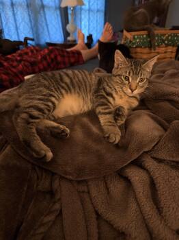 Edgar -  Domestic Short Hair Cat for Adoption in Greenwood, Indiana - Edgar | PetCurious