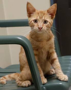 Pip -  Domestic Short Hair Cat for Adoption in Baraboo, Wisconsin - Pip | PetCurious