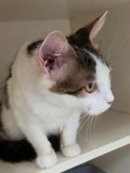 Prianka -  Domestic Short Hair Cat for Adoption in Bloomington, Indiana - Prianka | PetCurious