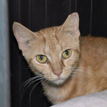 Grace -  Domestic Short Hair Cat for Adoption in Austin, Texas - Grace | PetCurious