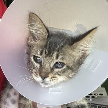Po Boy (Killeen- 3) -  Domestic Short Hair Cat for Adoption in Leander, Texas - Po Boy (Killeen- 3) | PetCurious