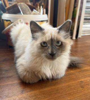 Rescue Siamese Cats for Adoption in Torrey, Utah - Sophie | PetCurious