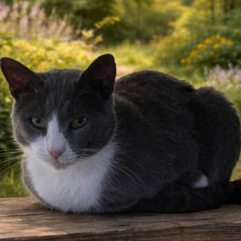 Domestic Short Hair Cats Available for Adoption - Lucca | PetCurious