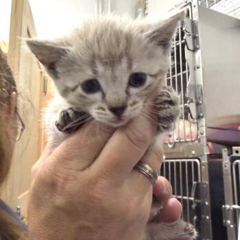 Cucumber -  Domestic Short Hair and Siamese Cat for Adoption in Idaho Falls, Idaho - Cucumber | PetCurious