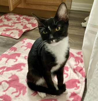 Bug Moongleam -  Domestic Short Hair and Tuxedo Cat for Adoption in Chandler, Arizona - Bug Moongleam | PetCurious