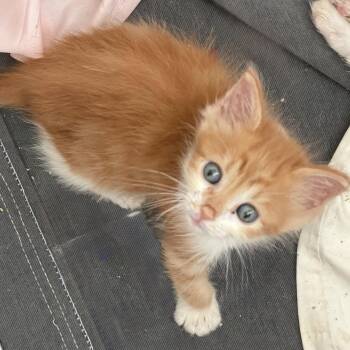 Scooby -  Domestic Medium Hair Cat for Adoption in Jacksonville, Florida - Scooby | PetCurious