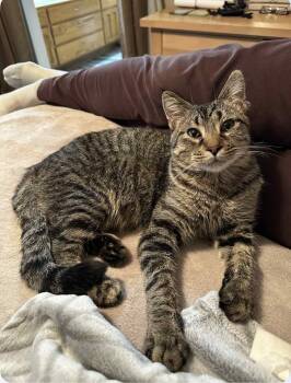 Rescue Domestic Short Hair Cats for Adoption in Sioux City, Iowa - Meatball | PetCurious