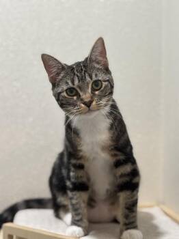 Domestic Short Hair and Tabby Cats Available for Adoption in Dallas, Texas - Kelly Clarkson | PetCurious