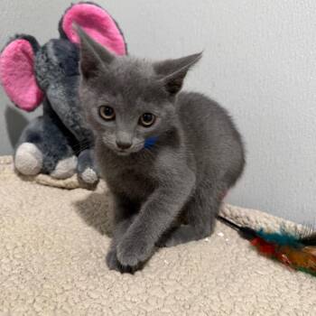 Flint -  Domestic Short Hair Cat for Adoption in Tampa, Florida - Flint | PetCurious