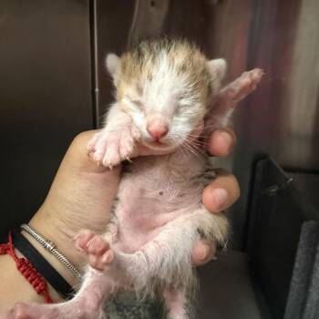 Chamoy -  Domestic Short Hair Cat for Adoption in Edinburg, Texas - Chamoy | PetCurious
