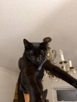 Sam -  Domestic Short Hair Cat for Adoption in Warrenville, South Carolina - Sam | PetCurious