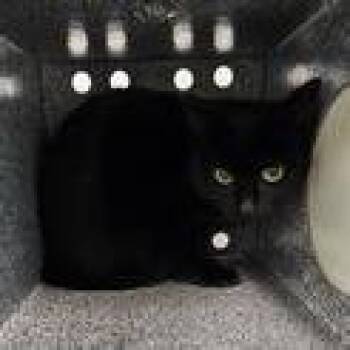 Sakura -  Domestic Short Hair Cat for Adoption in Knoxville, Tennessee - Sakura | PetCurious