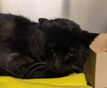 Rescue Domestic Medium Hair Cats for Adoption in Pocatello, Idaho - Eugene 45475 | PetCurious