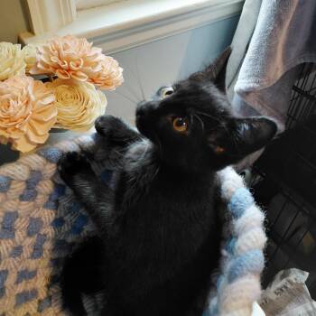 Ravello -  Domestic Short Hair Cat for Adoption in East Hanover, New Jersey - Ravello | PetCurious