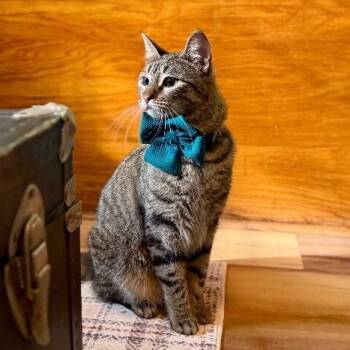 Tabby and Domestic Short Hair Cats Available for Adoption in Friendswood, Texas - Jaxie Pie | PetCurious