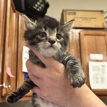 Domestic Short Hair Cats Available for Adoption in Tupelo, Mississippi - Bubbles - 050806U | PetCurious