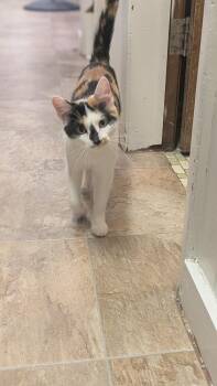 Robin -  Domestic Short Hair Cat for Adoption in Papillion, Nebraska - Robin | PetCurious