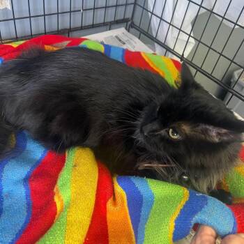 Domestic Long Hair Cats Available for Adoption - Bear | PetCurious