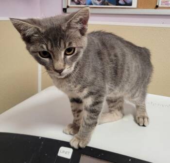 Tapioca -  Domestic Short Hair Cat for Adoption in Vancouver, Washington - Tapioca | PetCurious