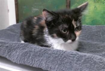 Domestic Short Hair Cats Available for Adoption in Houston, Texas - BEAUTY | PetCurious