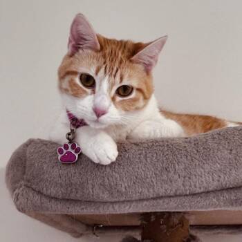 Luna -  Domestic Short Hair Cat Available for Adoption in Inman, South Carolina - Luna | PetCurious