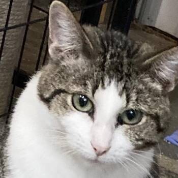 (Mr.) Peanut -  Domestic Short Hair Cat for Adoption in Grand Rapids, Minnesota - (Mr.) Peanut | PetCurious