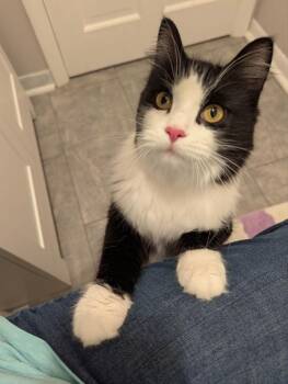 Domestic Long Hair Cats Available for Adoption in South Bend, Indiana - Willow | PetCurious