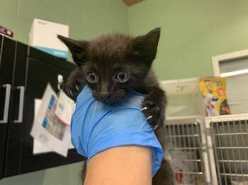 RUFFLES -  Domestic Short Hair Cat for Adoption in Grand Prairie, Texas - RUFFLES | PetCurious