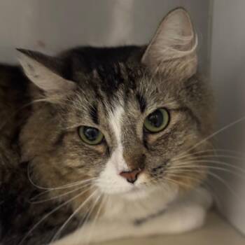 Zuko -  Domestic Long Hair Cat for Adoption in Decatur, Georgia - Zuko | PetCurious