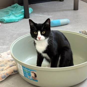Nebbiolo -  Domestic Short Hair Cat for Adoption in Hopewell, Virginia - Nebbiolo | PetCurious