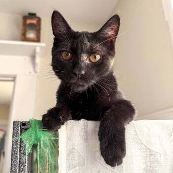 Rescue Domestic Short Hair Cats for Adoption in Vallejo, California - Apollo | PetCurious