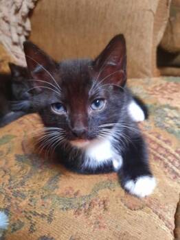 Figaro -  Domestic Short Hair Cat for Adoption in Fort Worth, Texas - Figaro | PetCurious