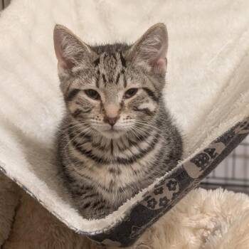Jerky -  Domestic Short Hair Cat for Adoption in La Grange, Kentucky - Jerky | PetCurious
