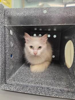 Piper -  Domestic Short Hair Cat for Adoption in Athens, Tennessee - Piper | PetCurious