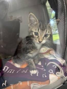 901-26 -  Domestic Short Hair Cat for Adoption in Cumming, Georgia - 901-26 | PetCurious
