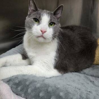 Domestic Short Hair Cats Available for Adoption - Zoey | PetCurious