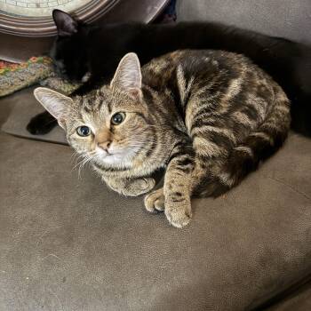 Rescue Domestic Short Hair Cats for Adoption in Greenwood, Indiana - Marilyn | PetCurious