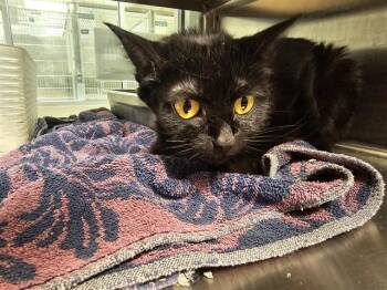 STELLA -  Domestic Short Hair Cat for Adoption in Pueblo, Colorado - STELLA | PetCurious
