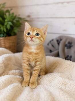 Wonton -  Domestic Short Hair Cat for Adoption in Salisbury, North Carolina - Wonton | PetCurious