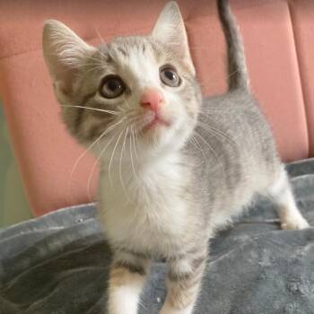 Kyle -  Domestic Short Hair Cat for Adoption in Winston-salem, North Carolina - Kyle | PetCurious