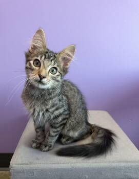 Dakota -  Tabby and Domestic Medium Hair Cat for Adoption in High Ridge, Missouri - Dakota | PetCurious