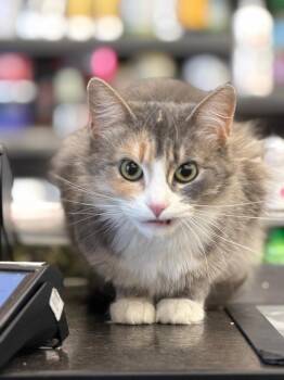 Countess Cat-ula -  Domestic Long Hair Cat for Adoption in Calgary, Alberta - Countess Cat-ula | PetCurious