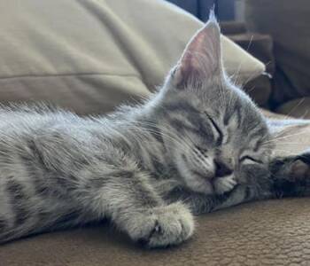 Domestic Short Hair Cats Available for Adoption in Fort Worth, Texas - Keke | PetCurious