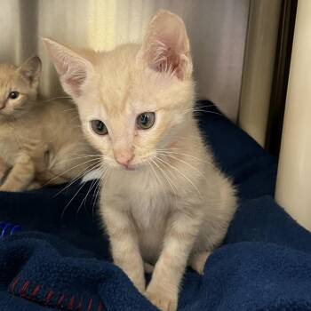 Domestic Short Hair Cats Available for Adoption - Matthew | PetCurious